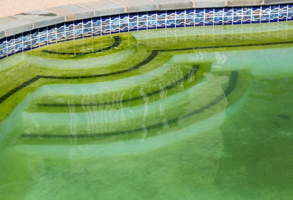 Pool Deck Algae Removal in Naples